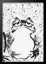 aanimals21_framed.webp